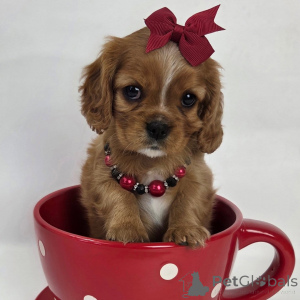 Photo №2 to announcement № 159135 for the sale of cavalier king charles spaniel - buy in Switzerland private announcement
