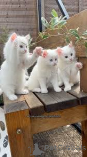 Photo №3. Chatons Angora Turc à vendre. Belgium