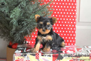 Photo №3. Yorkshire Puppies For Sale. Germany