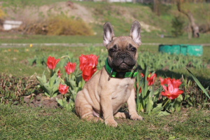Photo №2 to announcement № 2020 for the sale of french bulldog - buy in United States private announcement