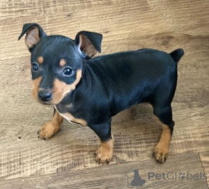 Photo №1. miniature pinscher - for sale in the city of Poti | negotiated | Announcement № 174929