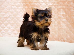 Photo №1. yorkshire terrier - for sale in the city of Murghab | 550$ | Announcement № 583
