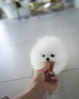 Photo №1. pomeranian - for sale in the city of Berlin | negotiated | Announcement № 155016