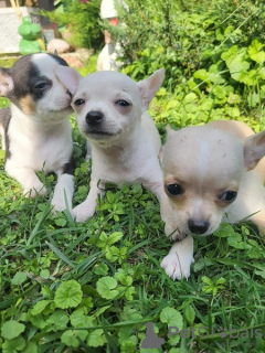 Additional photos: Chihuahua puppies extra mini