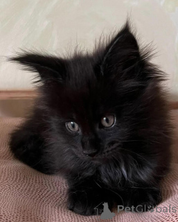 Photo №2 to announcement № 150611 for the sale of maine coon - buy in Germany from the shelter, breeder