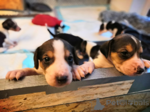 Photo №1. russian hound - for sale in the city of Hamburg | negotiated | Announcement № 166243