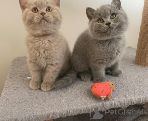 Photo №1. british shorthair - for sale in the city of Budens | 350$ | Announcement № 171185