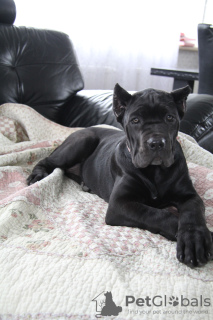 Photo №4. I will sell cane corso in the city of Brest. private announcement - price - 240$