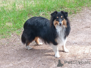 Photo №4. I will sell shetland sheepdog in the city of Skalice u České Lípy. from nursery, breeder - price - negotiated