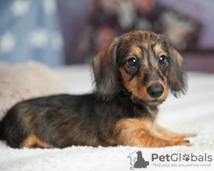 Additional photos: Wirehaired dachshund rabbit puppies, boys, 3 months