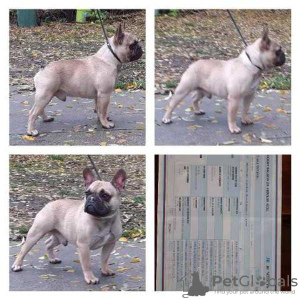 Photo №1. french bulldog - for sale in the city of Werbass | Is free | Announcement № 76011