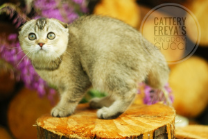 Photo №1. scottish fold - for sale in the city of Vologda | 246$ | Announcement № 2857