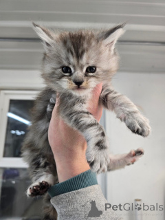 Photo №3. Mainecoon. United Kingdom