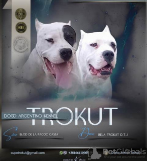 Photo №1. dogo argentino - for sale in the city of Kragujevac | negotiated | Announcement № 110711