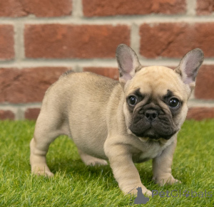 Photo №1. french bulldog - for sale in the city of Dubai | negotiated | Announcement № 158658