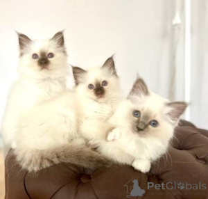 Photo №1. birman - for sale in the city of Helsinki | 515$ | Announcement № 178359