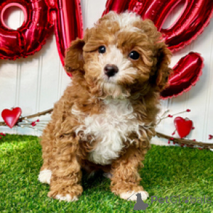 Photo №2 to announcement № 165017 for the sale of poodle (toy) - buy in Germany private announcement