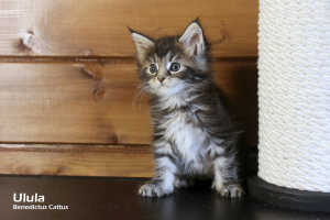 Photo №1. maine coon - for sale in the city of Minsk | 311$ | Announcement № 6139