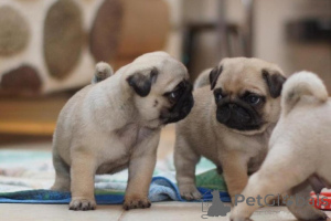 Photo №1. pug - for sale in the city of Höxter | 599$ | Announcement № 175221