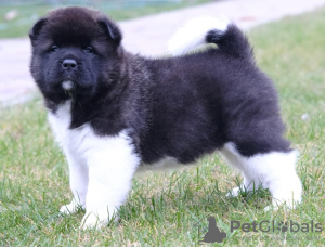Photo №1. american akita - for sale in the city of Grodno | negotiated | Announcement № 28794
