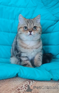 Photo №2 to announcement № 137005 for the sale of scottish straight - buy in Russian Federation breeder