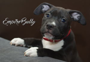 Additional photos: The Empire Bully cattery offers 2 girls and 1 boy from Alfa Romeo Los Bandidos