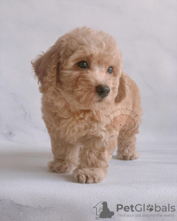 Photo №2 to announcement № 124484 for the sale of poodle (toy) - buy in United States breeder