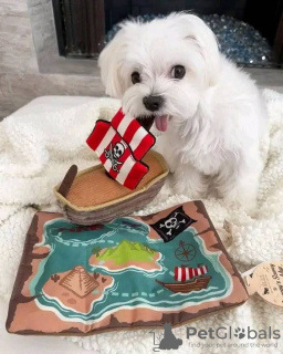 Photo №3. Maltese puppies poodles and rehoming Christmas. United States