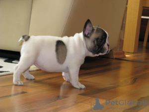 Photo №1. french bulldog - for sale in the city of Malbork | Is free | Announcement № 97900