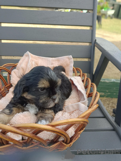 Photo №1. maltese dog, shih tzu - for sale in the city of Alabama Port | 350$ | Announcement № 163913
