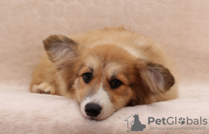 Photo №1. welsh corgi - for sale in the city of Dnipro | 550$ | Announcement № 12239
