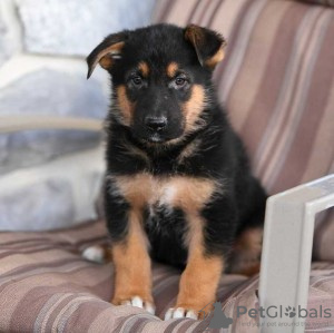 Photo №1. german shepherd - for sale in the city of Prague | Is free | Announcement № 124137