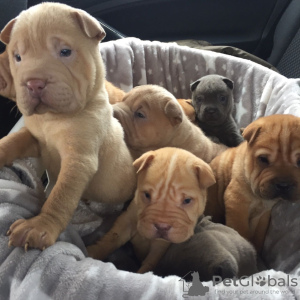 Photo №1. shar pei - for sale in the city of Nottingham | 364$ | Announcement № 18206
