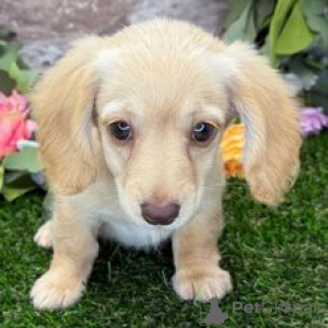 Photo №1. dachshund - for sale in the city of Berlin | 723$ | Announcement № 172466