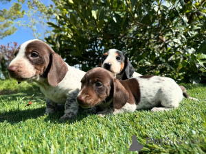 Photo №1. dachshund - for sale in the city of Munich | negotiated | Announcement № 160852