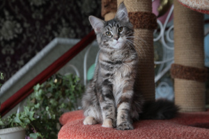 Photo №2 to announcement № 3068 for the sale of maine coon - buy in Russian Federation from nursery