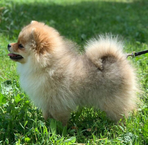 Photo №2 to announcement № 2977 for the sale of pomeranian - buy in Russian Federation from nursery