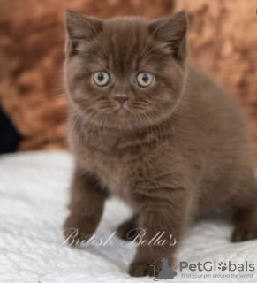 Photo №2 to announcement № 108932 for the sale of british shorthair - buy in Germany breeder