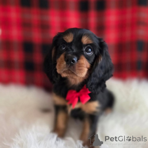 Photo №2 to announcement № 155575 for the sale of cavalier king charles spaniel - buy in Sweden private announcement