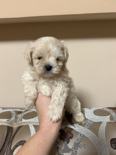 Photo №1. poodle (royal), poodle (toy) - for sale in the city of Helsinki | 516$ | Announcement № 163531