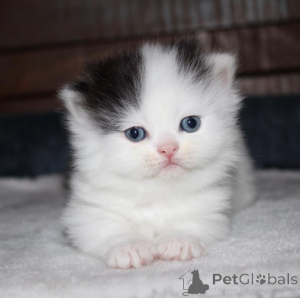 Photo №1. munchkin - for sale in the city of Dusseldorf | 329$ | Announcement № 143174