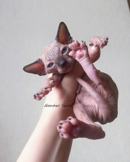 Photo №4. I will sell sphynx-katze in the city of Nizhny Novgorod. breeder - price - 471$