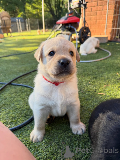 Photo №2 to announcement № 178816 for the sale of labrador retriever - buy in Luxembourg breeder