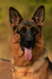 Photo №3. German shepherd, documents KSU-FCI!. Ukraine