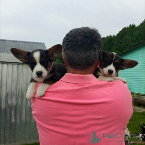 Photo №1. welsh corgi - for sale in the city of Москва | 325$ | Announcement № 52595