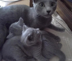 Photo №2 to announcement № 2166 for the sale of russian blue - buy in Russian Federation private announcement