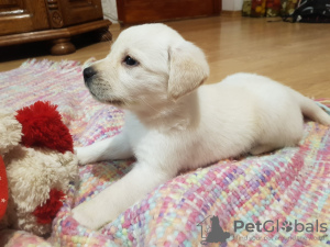 Photo №3. Labrador puppies. Ukraine