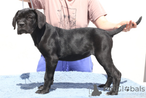 Photo №4. I will sell cane corso in the city of Buzău. breeder - price - 1600$