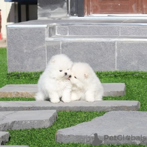 Photo №1. pomeranian - for sale in the city of Fresno | Is free | Announcement № 20084