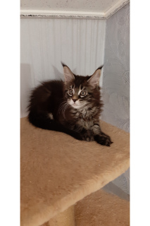 Photo №1. maine coon - for sale in the city of Izhevsk | 551$ | Announcement № 5268